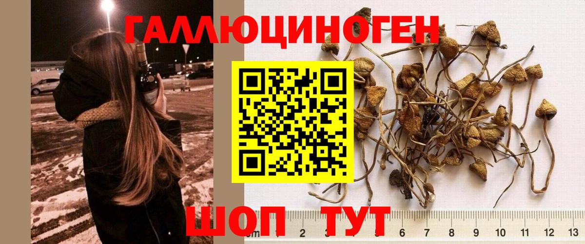 Псилоцибиновые грибы Psilocybine cubensis  Вход с VPN  Горно-Алтайск 